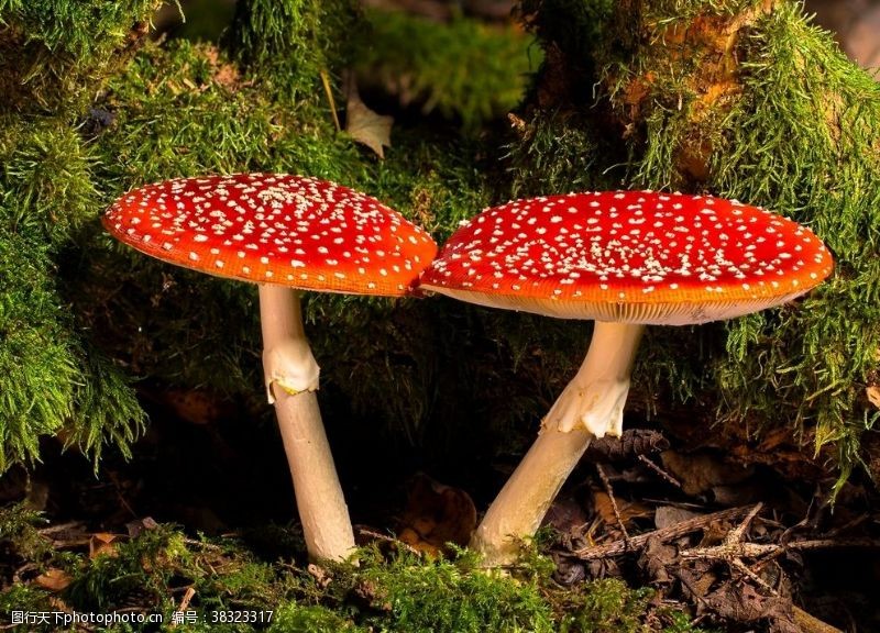 平头菇毒蘑菇
