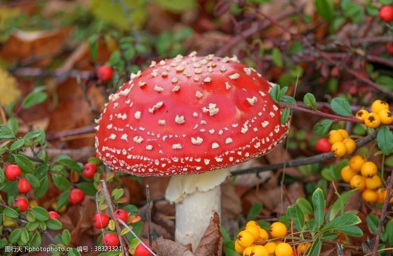 双孢菇毒蘑菇