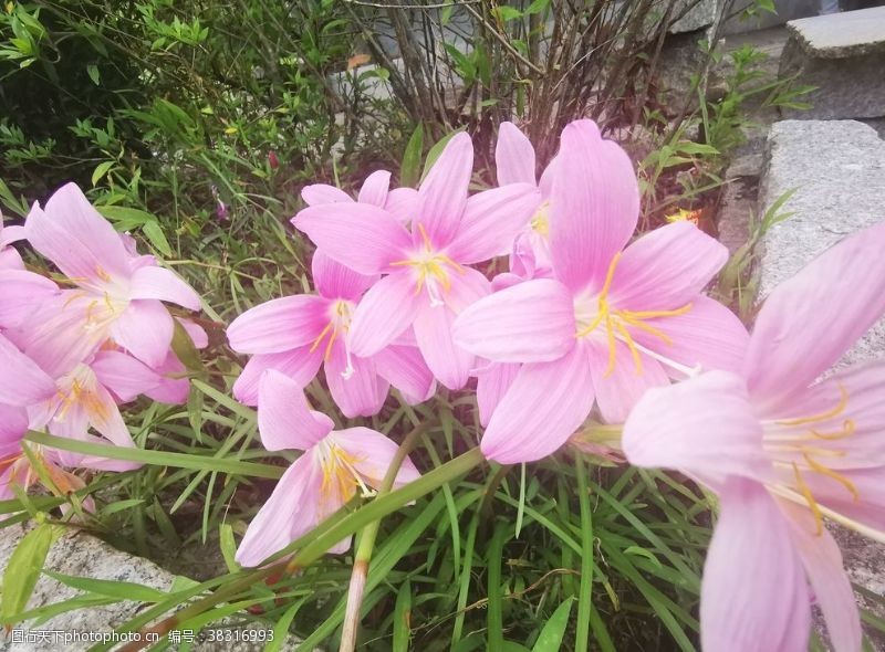 百花齐放风雨花