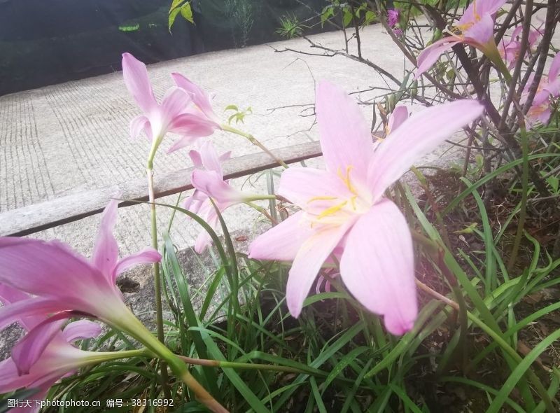 百花齐放风雨兰