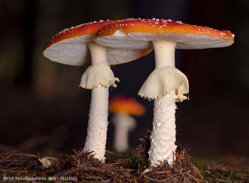 双孢菇蘑菇