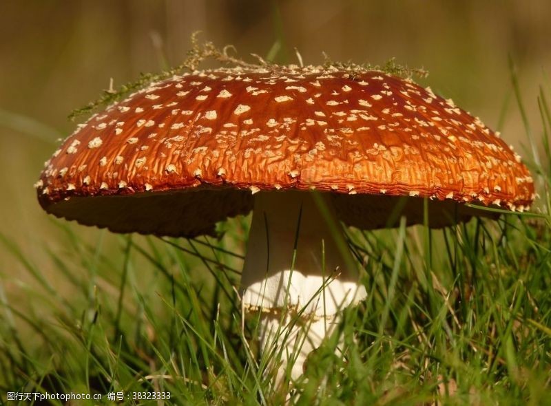 平头菇蘑菇
