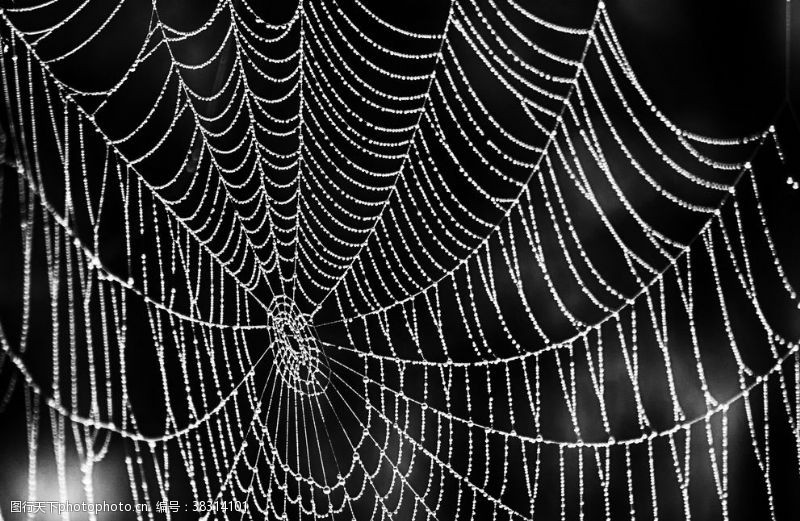 网状背景蜘蛛网图片