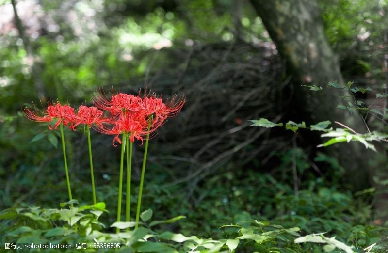 盆景彼岸花