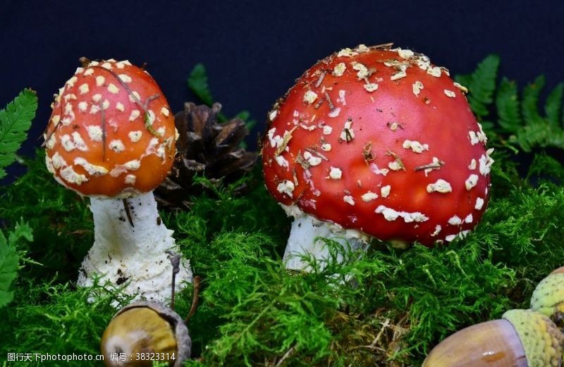 双孢菇毒蘑菇
