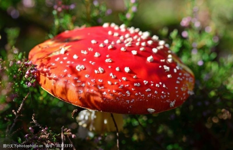 平头菇毒蘑菇