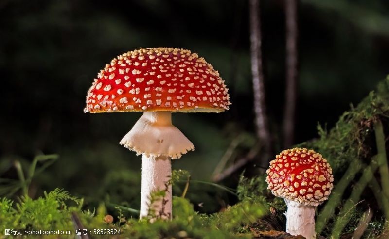 双孢菇蘑菇
