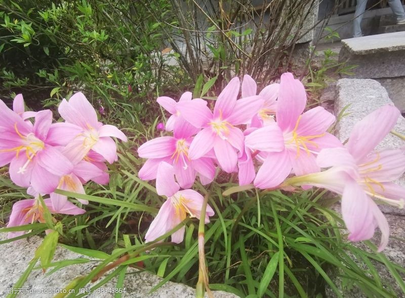 百花齐放风雨兰