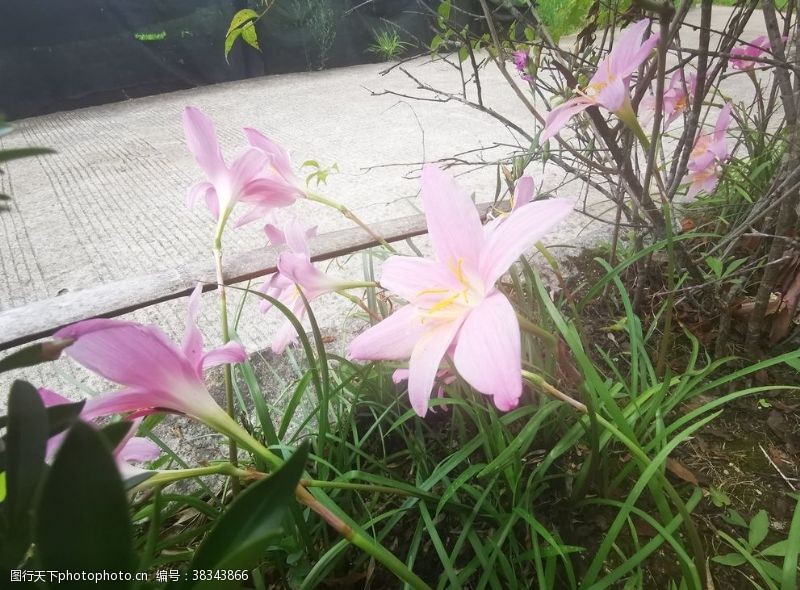 百花齐放粉色花