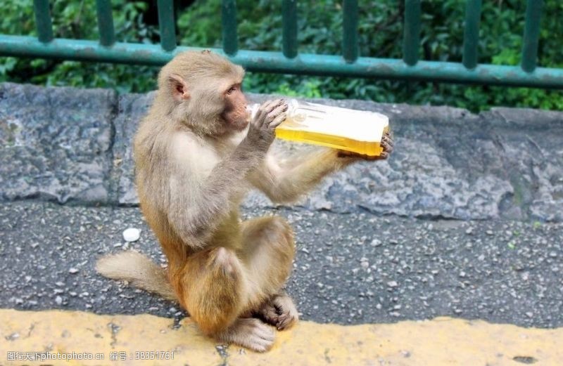 特别猴子喝饮料
