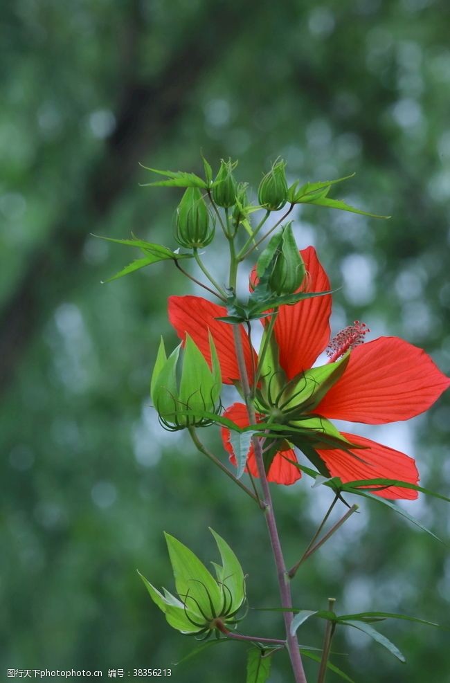 五叶花箭叶秋葵