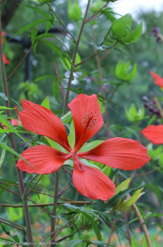 五叶花箭叶秋葵