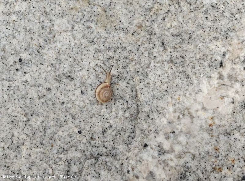 缓慢石板上的蜗牛