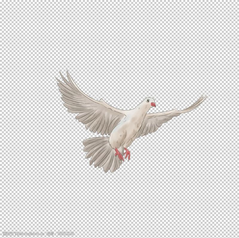 飞翔的鸽子白鸽