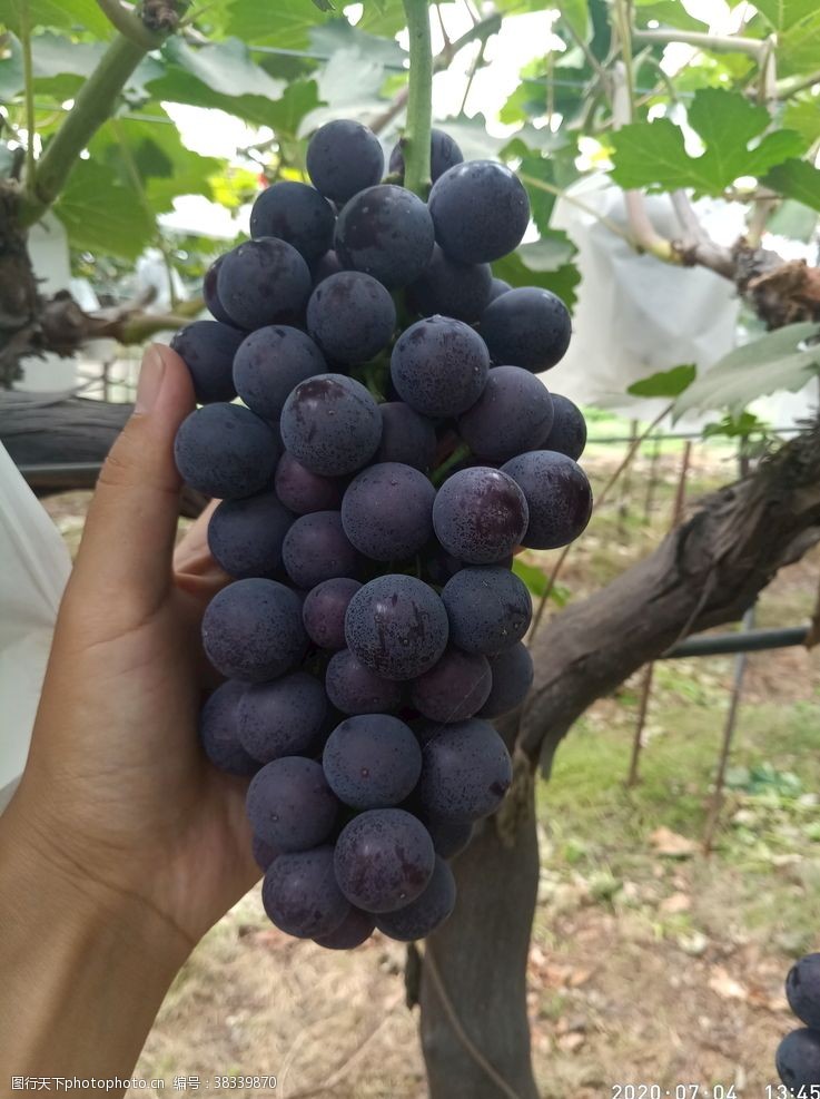夏黑葡萄葡萄熟了