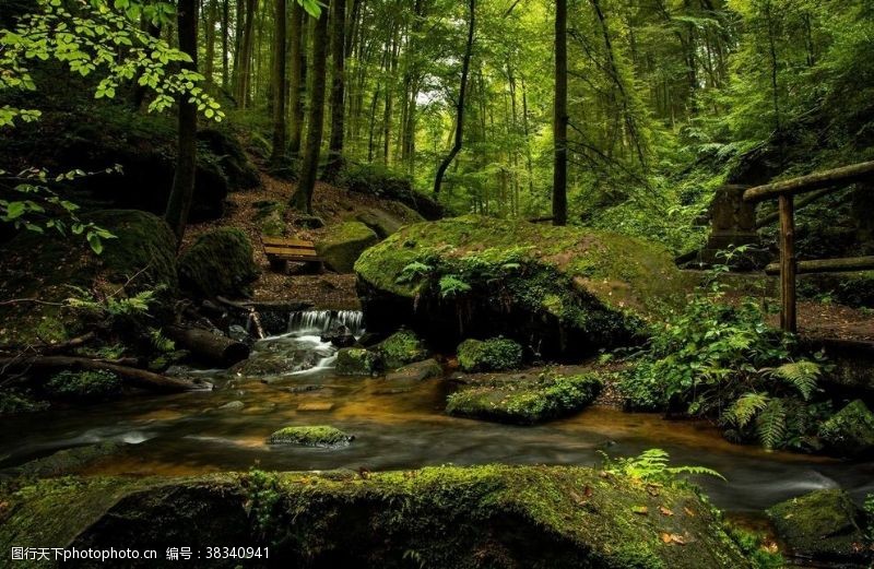 生态树林河流