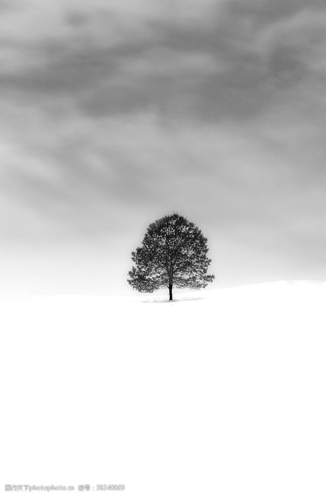 生态树木风雪图片