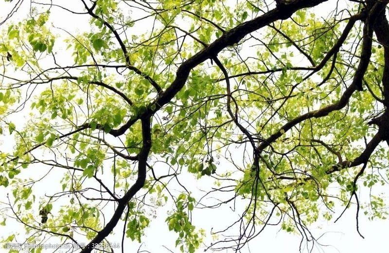 嫩绿背景树枝
