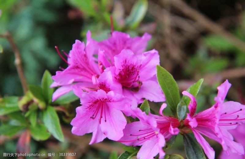 红色杜鹃花摄影映山红