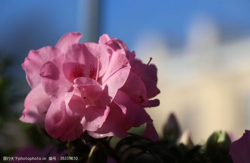 红色杜鹃花摄影映山红