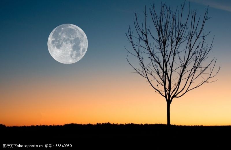 生态月亮树木