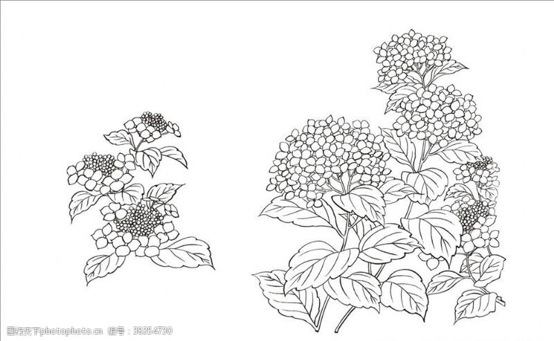 紫阳花八仙花图片免费下载 紫阳花八仙花素材 紫阳花八仙花模板 图行天下素材网