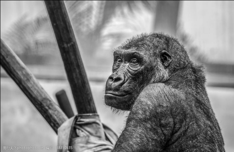 类人猿黑猩猩图片