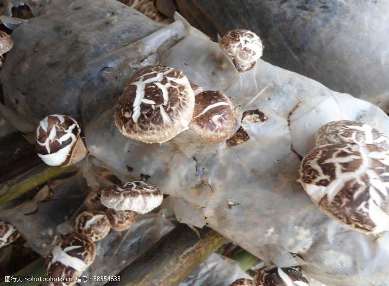 姬菇金针菇蘑菇平菇瓶装金福