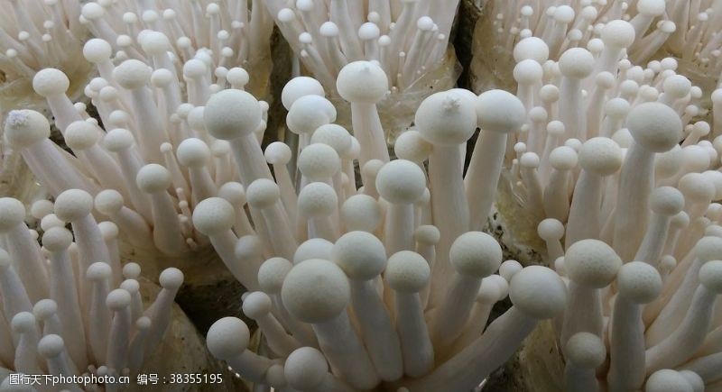 姬菇金针菇蘑菇平菇瓶装金福