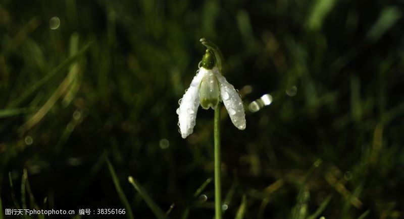 待雪草雪花莲