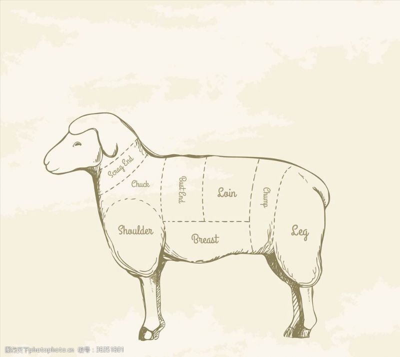 农场动物羊肉切绘画