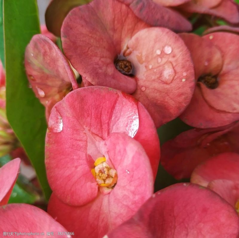 赤槿花