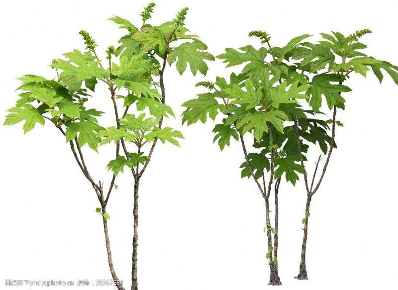 竹叶荷花免扣植物树木素材