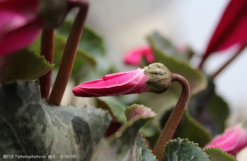 篝火花图片免费下载 篝火花素材 篝火花模板 图行天下素材网