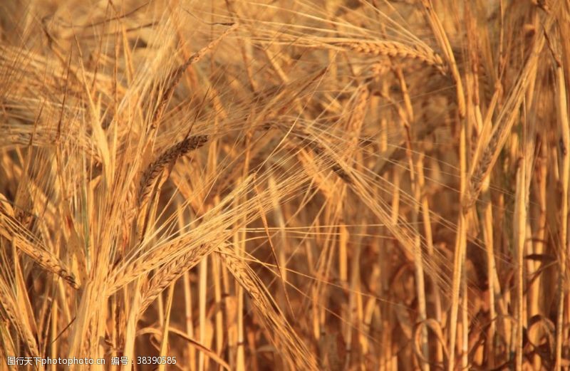 风田成熟的麦子