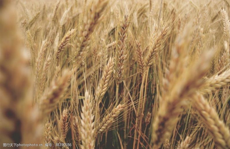 农业庄稼农田成熟的麦子