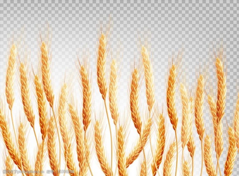 抽象麦穗麦子