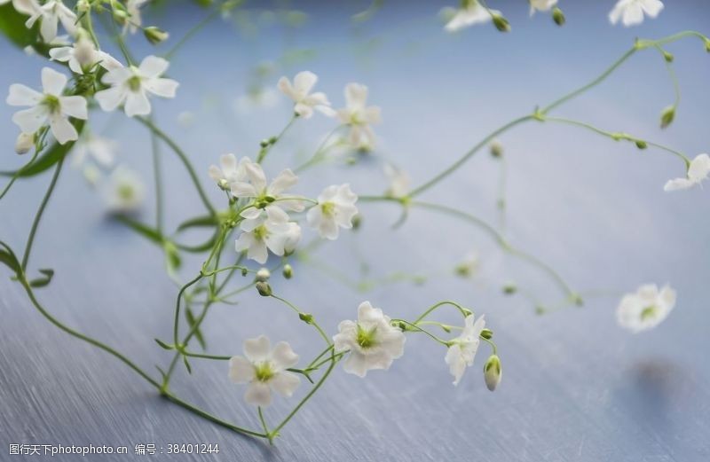 满天星花语漂亮的满天星鲜花