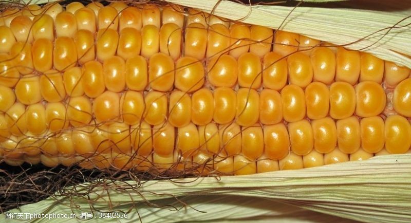 苞谷玉米