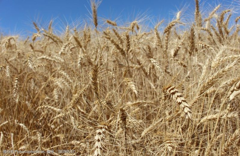 农业庄稼农田成熟的麦子