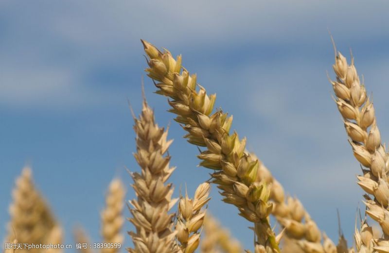 风田成熟的麦子