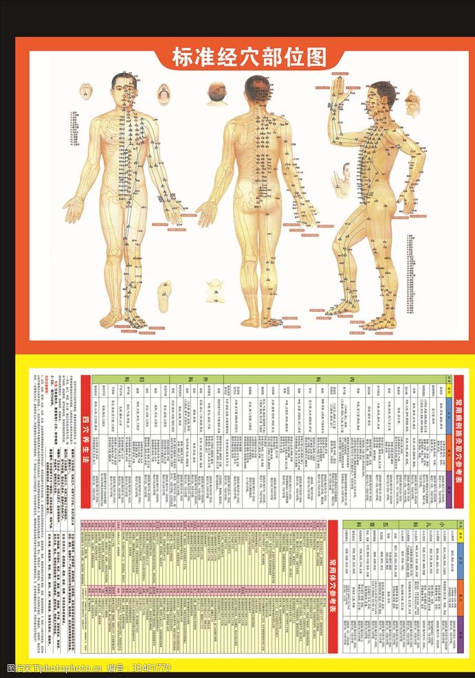 人体解剖图穴位图