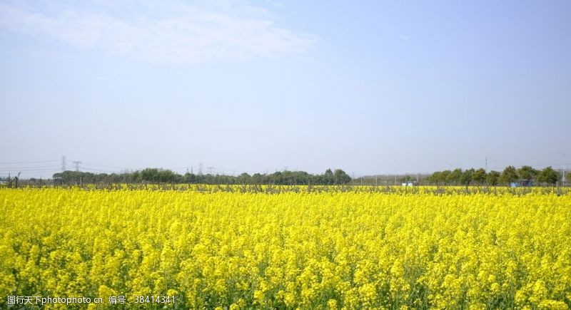 春的气息油菜花