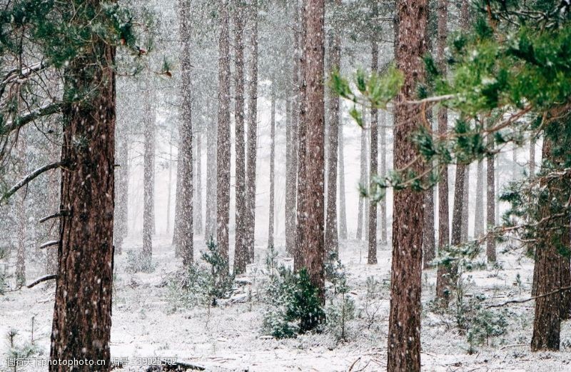 林风眠雪地图片