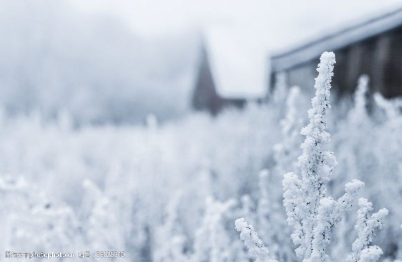 林风眠雪地图片