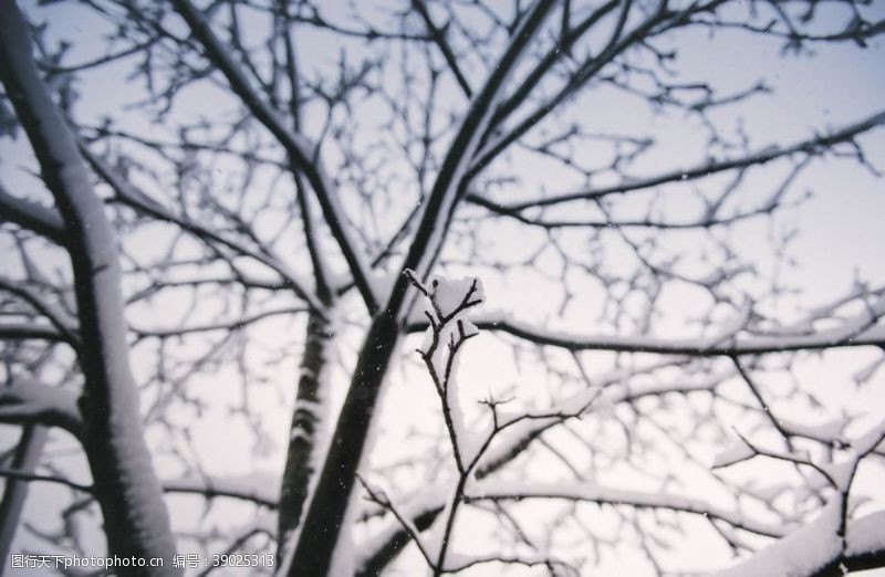 树枝雪图片
