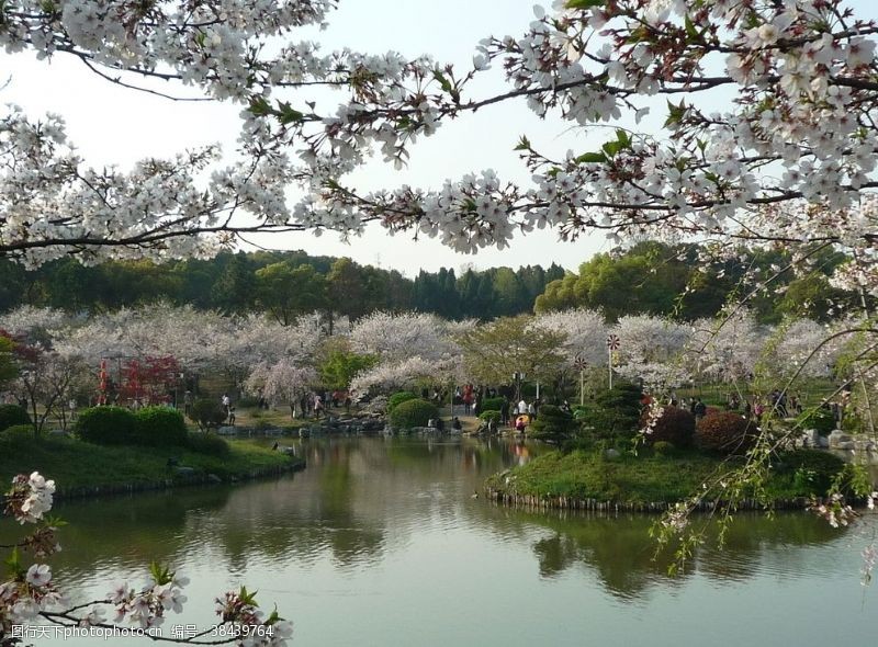 桃花水图片免费下载 桃花水素材 桃花水模板 图行天下素材网