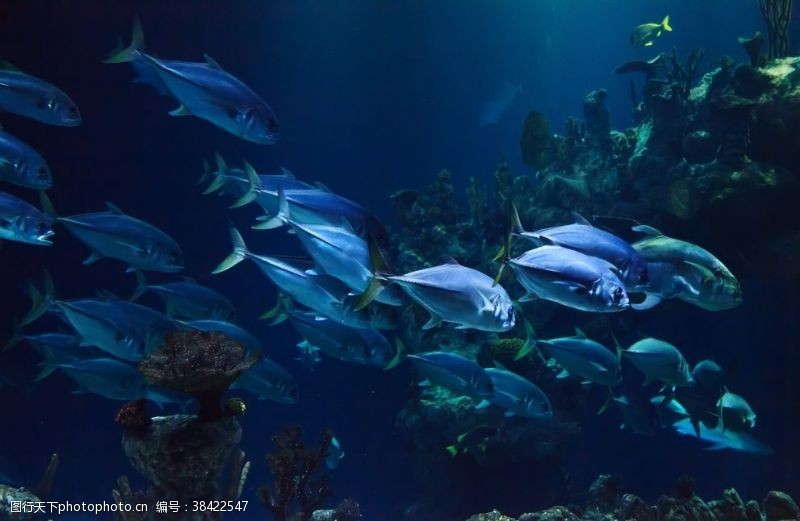 海洋的深度鱼海洋水族馆