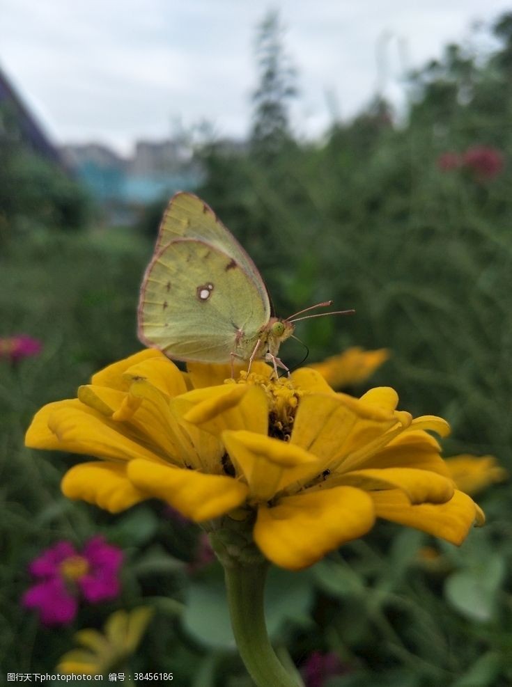 百日菊上的灰蝶