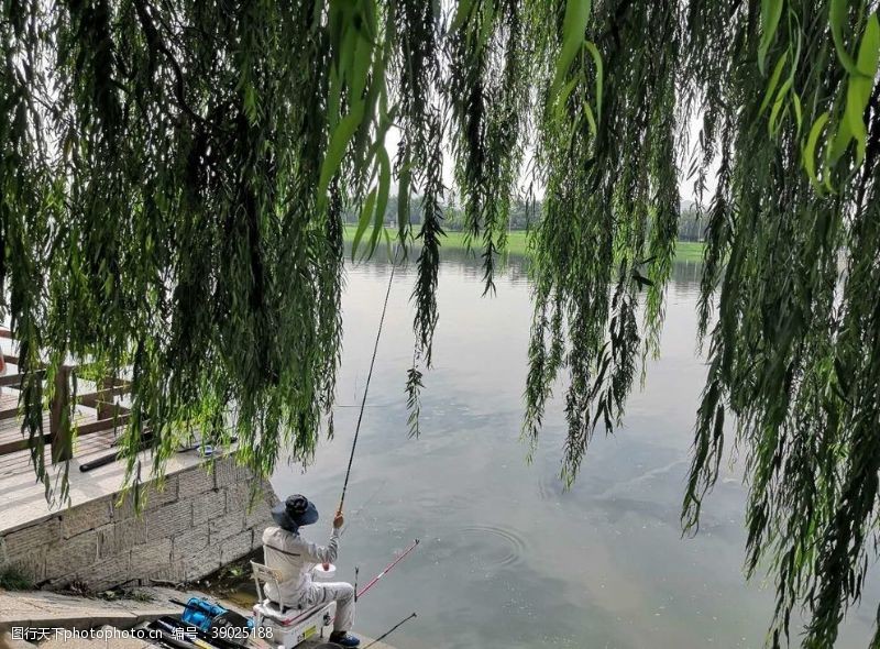 树枝河边钓鱼的人图片